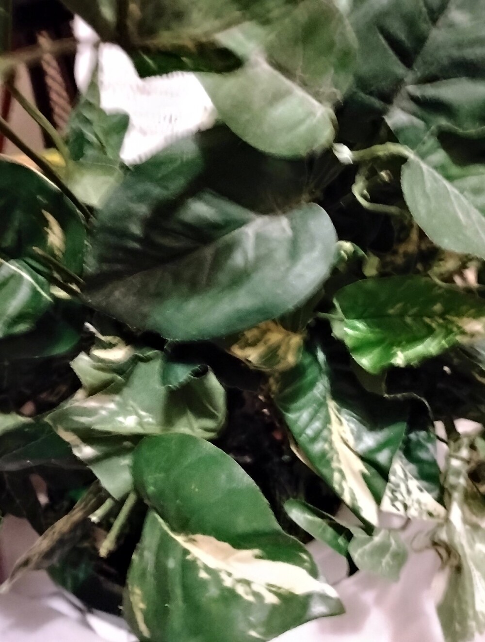 Fake Flowers
